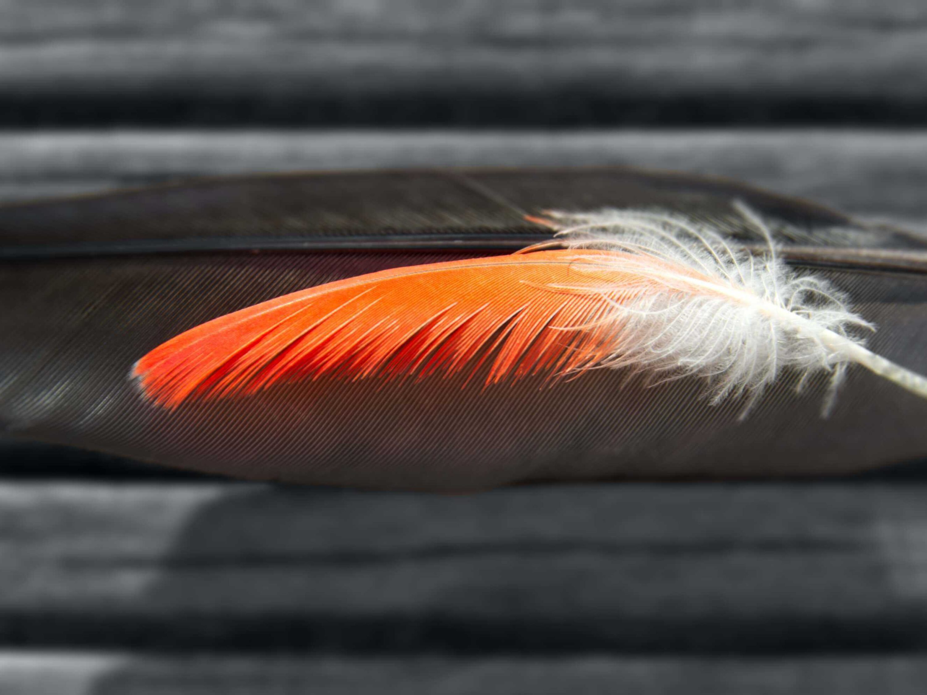 Feather final